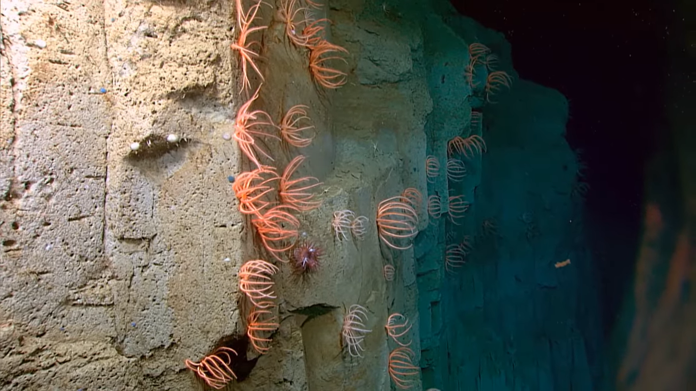 Выявлен самый большой в мире коралловый риф. Его протяженность 500 км!